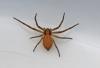 Philodromus sp.